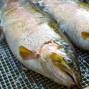 鱒界の頂点を目指しマス！頂鱒 (イタダキマス) の柵どり (生食用) 約1.2kg｜鱒 マス ニジマス 刺身 鮮魚 産地直送 国産 日光市産 [0285]