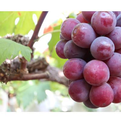 ふるさと納税 三豊市 【発送月固定定期便】香川県・三豊市共通返礼品　フルーツ旬の果物　Bセット全4回