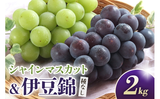 【2026年先行予約】シャインマスカットと伊豆錦（種なし）2kg（シャインマスカット2房、伊豆錦2房） 葡萄 ブドウ フルーツ 果物 くだもの 産地直送 茨城県 石岡市 A02-028