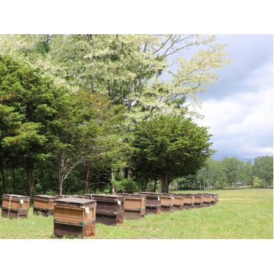 ふるさと納税 茅野市 信州産アカシアはちみつ600g・百花はちみつ600gセット |  | 02