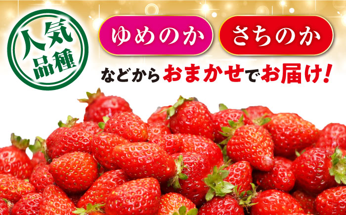 【2026年2月上旬より順次発送予定】いちご 1箱 (約250g×4P) 約1kg / いちご 苺 イチゴ フルーツ ふるーつ 果物 くだもの / 大村市 / おおむら夢ファームシュシュ[ACAA10
