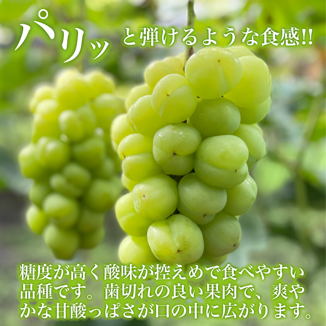 【数量限定】瀬戸ジャイアンツと梨のセット1.2kg（ぶどう ブドウ 梨 果物 セット 詰め合わせ フルーツ 贈答用 限定）
