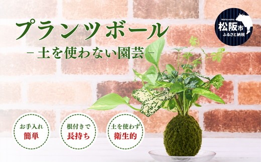 
                  プランツボール（観葉植物 インテリア グリーン 植栽 植物）【002155】
                