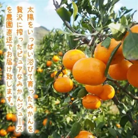みかん農家が作った 温州みかんジュース 果汁100%ストレート200ml×8本 和歌山県【1542907】