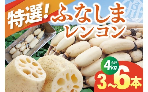 先行予約 れんこん 4kg 特選 ふなしま蓮根 蓮根 レンコン 朝採り 3本 ～ 6本 贈答用 熨斗 お歳暮 希少品種 幻 老舗 朝採れ 産地直送 新鮮 野菜 根菜 【2026年10月より順次発送】（82-01-1）