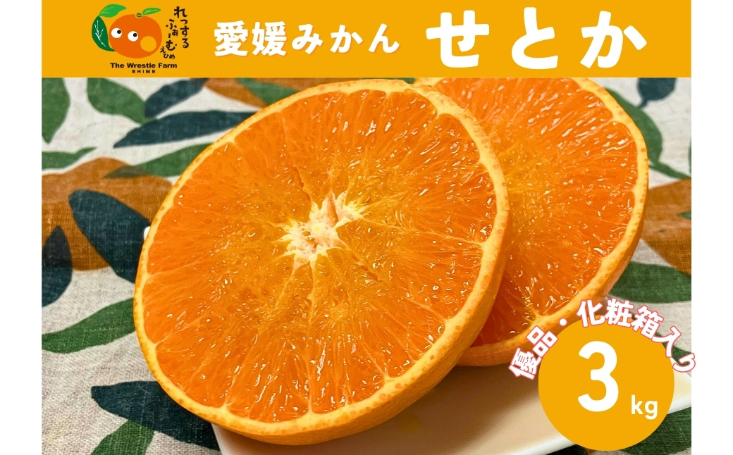 みかん 愛媛県 せとか 3kg 優品 12～15個 先行予約 レッスルファーム 数量限定 お取り寄せ おすすめ 美味しい おいしい グルメ フルーツ くだもの 愛媛県産 人気 柑橘 伊予市｜B258