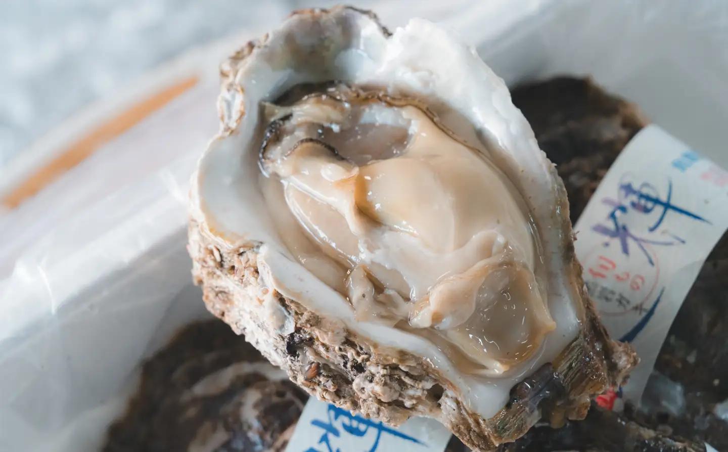 牡蠣 鳥取県産 天然岩ガキ 夏輝 特大サイズ 3個（500g以上×3個) ※着日指定不可※2026年6月上旬～8月下旬頃に順次発送予定 | 牡蠣