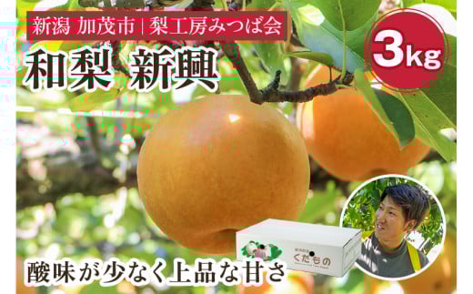 【2025年先行予約】新潟県産 和梨 新興 3kg（5～7玉） 《10月下旬以降発送》しんこう 果物 フルーツギフト 秋の味覚 加茂市 梨工房みつば会