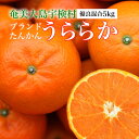 【ふるさと納税】【先行予約※2025年発送分】完熟 ブランド たんかん 5kg 優品 良品 柑橘 みかん 奄美 宇検村 奄美大島産 光センサー 果物 奄美のみかん 厳選 糖度10度以上 甘い 数量 期間 限定 鹿児島 おすすめ ランキング プレゼント ギフト 家庭用