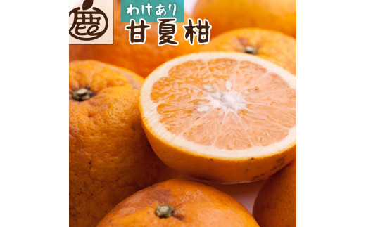 
            ［先行予約］家庭用 甘夏柑10kg+250g（傷み補償分）［初夏のみかん・旬の果物］［有田産］［光センサー食べ頃出荷］［わけあり・訳あり］［IKE76］
          