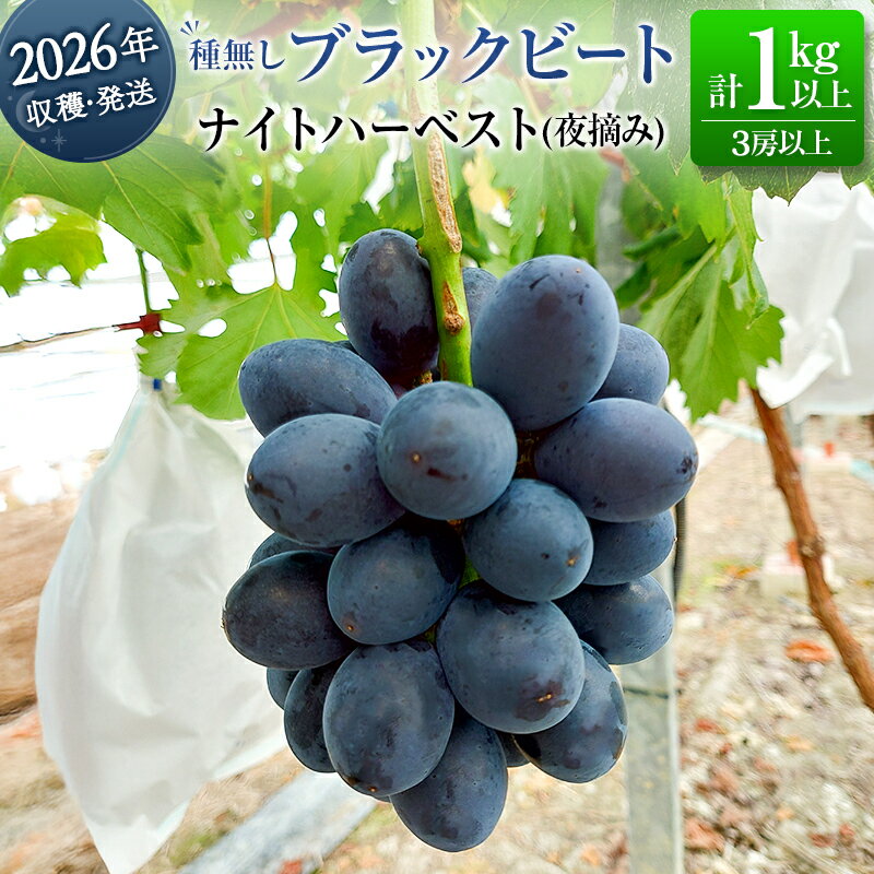 【ふるさと納税】［ご自宅・ご家庭用］ぶどう 2026年収穫・発送 ナイトハーベスト（夜摘み）種なし『ブラックビート』計1kg以上 3房以上 希少 人気 ブドウ フルーツ 果物