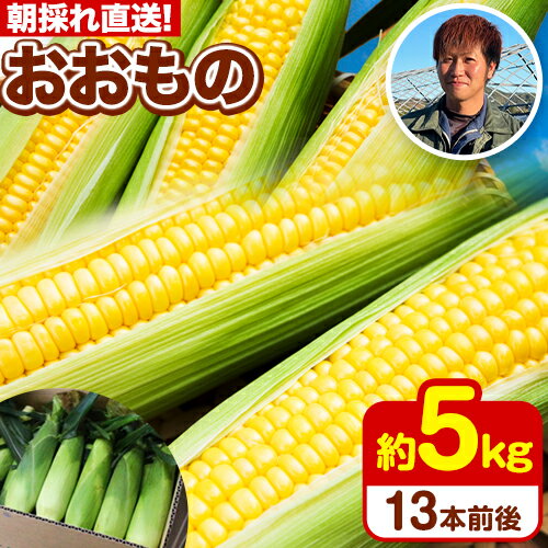 【ふるさと納税】朝採れ直送！ とうもろこし おおもの 甘い 約5kg 13本入 2Lサイズ 七戸宏大《8月上旬-8月中旬頃出荷》岩手県 九戸村 トウモロコシ 5kg スイートコーン 新鮮 レンジ 送料無料