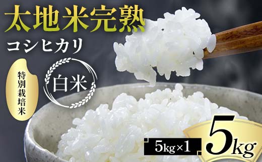 2024年産 特別栽培米 太地米完熟 【こしひかり】 白米 5kg ブランド米 お米 精米 白米 人気 F7X-0313