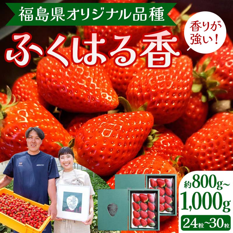 【先行予約】香りが強い！福島県オリジナル品種「ふくはる香」 約800g～1000g（24粒～30粒） いちご イチゴ 苺 福島県 鏡石町 鏡石農遊園 F6Q-075