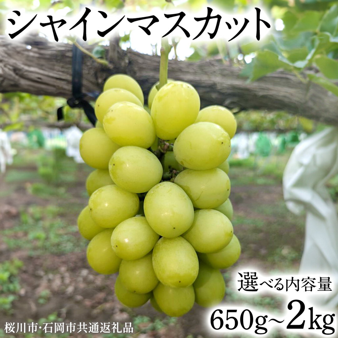 【ふるさと納税】《 2026年 収穫分 》 シャインマスカット 650g〜750g 1.2kg 1.5kg 2kg (桜川市・石岡市共通返礼品) 先行予約 石田ぶどう園 国産 茨城県 桜川市 マスカット ぶどう ブドウ 葡萄 果物 くだもの フルーツ 旬 人気 採れたて 新鮮 産地直送 秋 贈答 ギフト