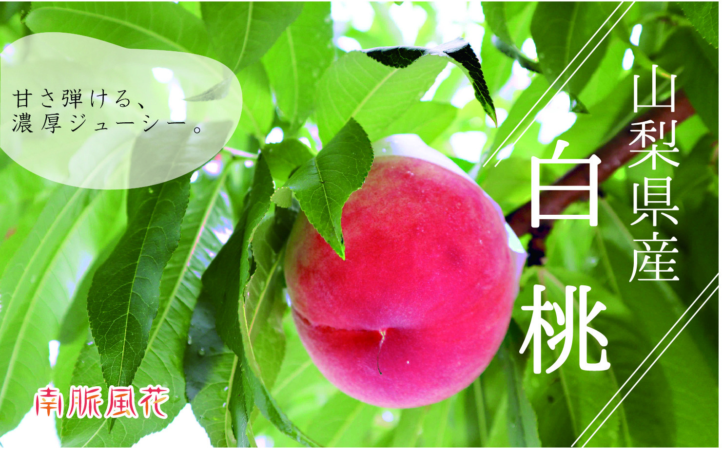 
            【先行予約】山梨県産白桃1.8kg相当 ALPAJ018
          
