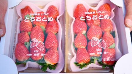 【 2026年1月上旬発送開始 】完熟！ やよいひめ 260g×2パック・とちおとめ 260g×2P 食べ比べ 国産 いちご イチゴ 苺 [BC008sa]