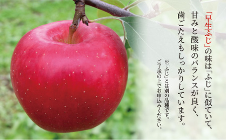 りんご早生ふじ贈答用 青森県産 りんご【約3kg】【9・10月発送】