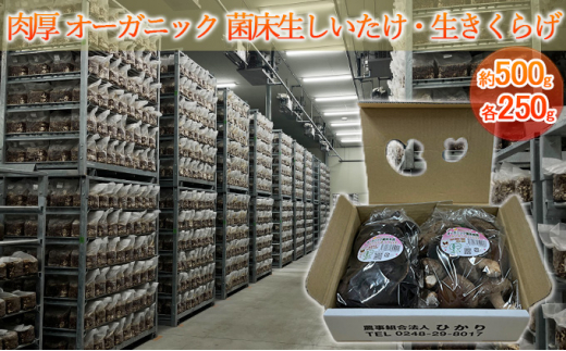 オーガニック 菌床生しいたけ・生きくらげ 約500g（各250g） [№5734-0106]