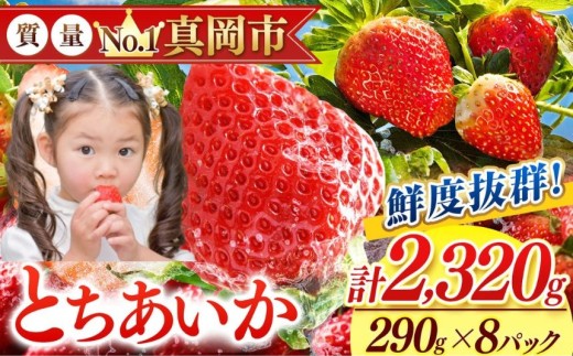 鮮度抜群 とちあいか 4箱 (290g×8) 2320g  |  選べる 容量 4箱 日本一 産地 大粒 冬 味覚 いちご 苺 イチゴ ストロベリー 大きい  ハート 美味しい 果汁 ジューシー 甘い あまい 甘味 たっぷり 大容量 | 人気 レビュー 栃木県 真岡市 送料無料