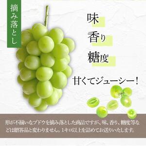 ぶどう 2026年 家庭用　岡山県産 訳あり シャインマスカット 1kg以上 摘み落とし＜9月以降発送＞｜  シャインマスカット
