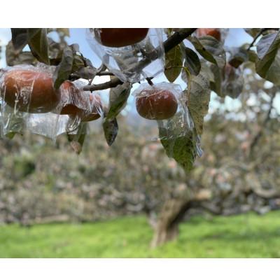 ふるさと納税 紀の川市 【2026年10月中旬以降発送】紀の川柿約2kg　和歌山県特産希少な柿! |  | 02