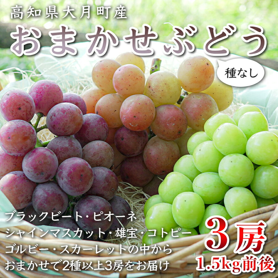 【ふるさと納税】【2026年8・9月発送】ぶどう 種なし おまかせ 3房 (1.5kg) シャインマスカット ブドウ 葡萄 グレープ 贅沢 厳選 数量限定 期間限定 先行予約 冷蔵 果物 くだもの フルーツ ギフト 贈答 おすすめ 人気 松田ぶどう園 高知 大月町
