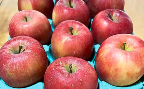 お試し 規格外品 糖度13度以上保証 りんご サンふじ 訳あり 【R7年りんご品評会最高賞】【配送不可地域：離島・沖縄県】