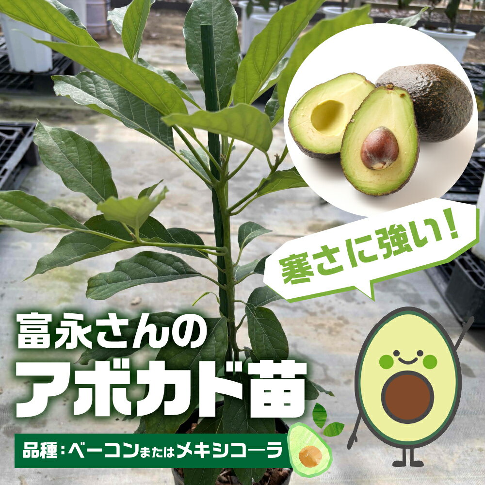 【ふるさと納税】富永さんのアボカド苗 接木 アボカド 苗 観葉植物 栽培 家庭栽培 サラダ 植物 グリーン 苗 ベーコン または メキシコ—ラ おまかせ 楽しみ 愛知県 豊橋市
