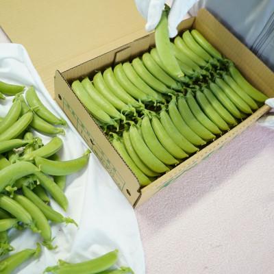 ふるさと納税 せたな町 【2025年5月中旬から順次発送】【北海道せたな町産】スナップえんどう 2kg |  | 02
