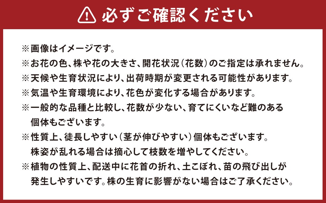 オリジナルビオラおまかせアソートベーシック24鉢