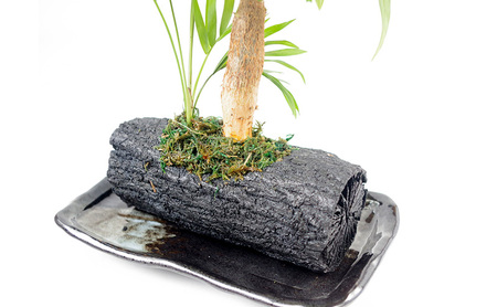観葉植物 パキラ インテリア 観葉植物