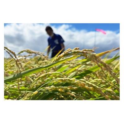 ふるさと納税 砂川市 米 令和7年 ゆめぴりか 玄米 30kg [JA新すながわ 北海道 砂川市 12261009] |  | 01