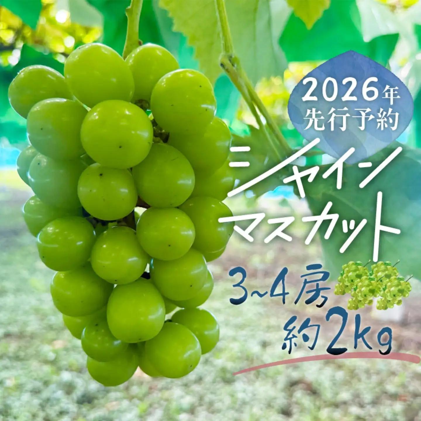 シャインマスカット  3-4房　（約2.0kg）｜シャインマスカット 