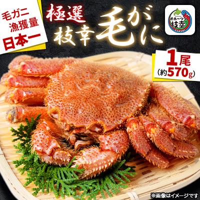 ふるさと納税 枝幸町 漁獲量日本一 枝幸毛がに 1尾(約570g) 北海道枝幸町産