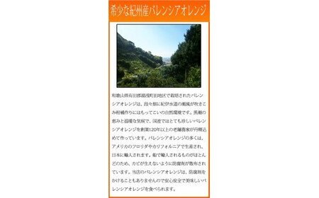 【2024年発送】秀品　希少な国産バレンシアオレンジ　２．５ｋｇ