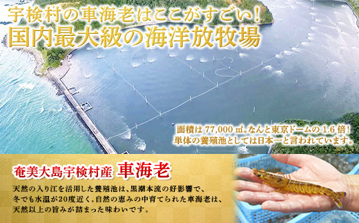 冷凍車海老 400g 贈答箱入り 活〆車えび エビ 魚介 海鮮 奄美大島 宇検村 鹿児島