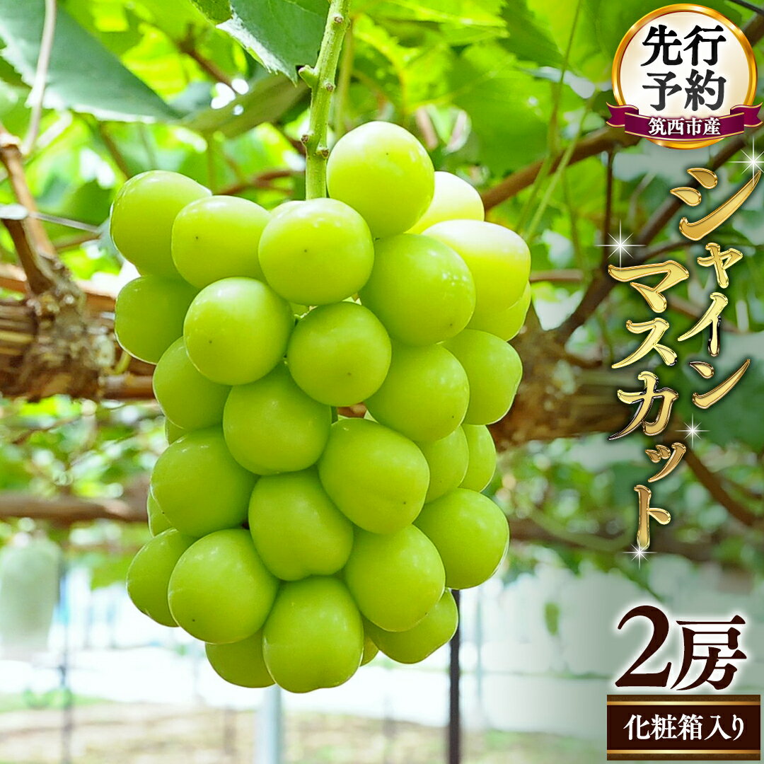 【ふるさと納税】期間限定 ！ 筑西市産 シャインマスカット 2房 ぶどう ブドウ 葡萄 フルーツ 2026年産