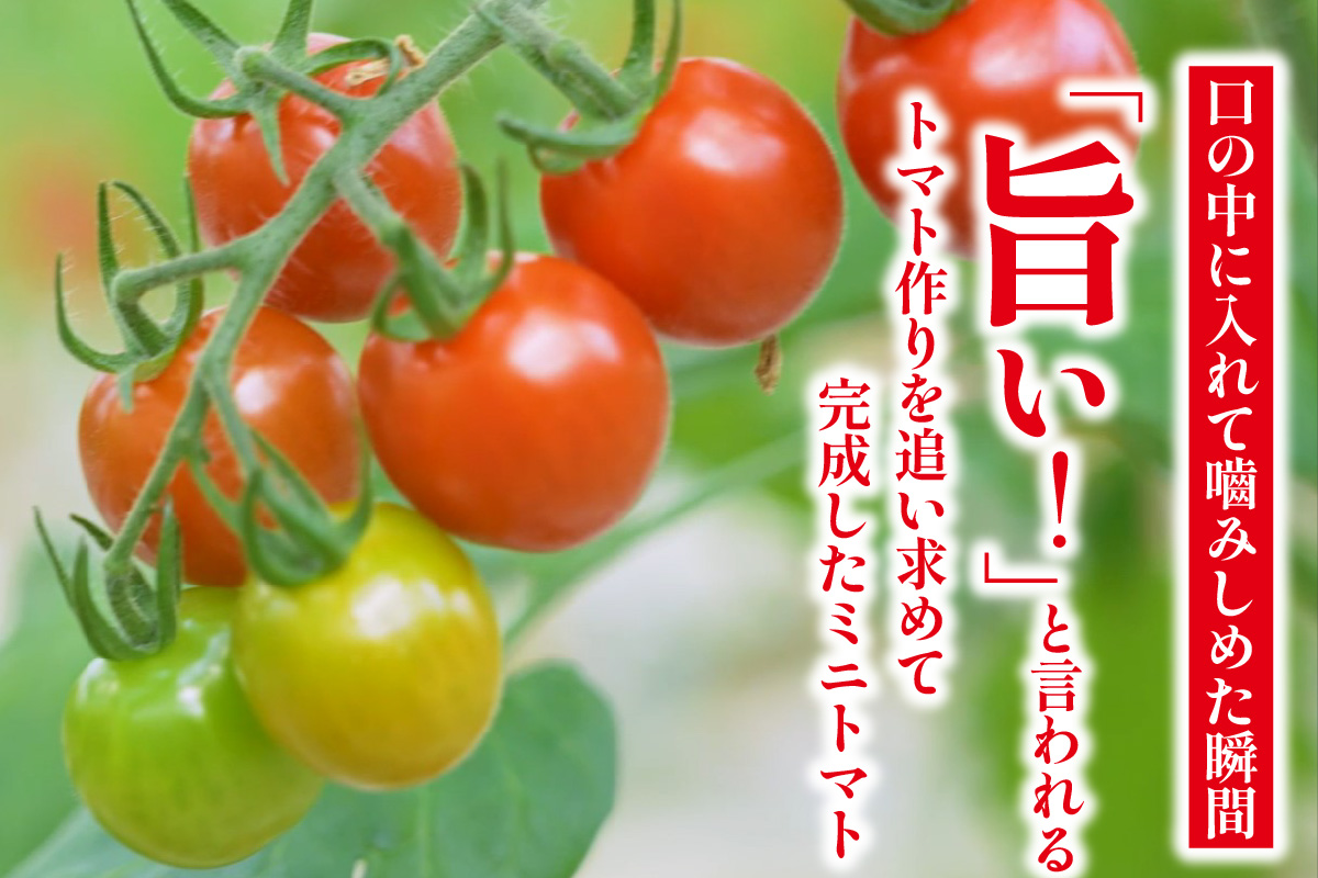 【先行予約】【2025年12月頃から順次発送】トマト好きが、恋をする。　2kg　金赤トマトミニ 野菜 新鮮野菜 夏野菜 旬野菜 生野菜 ミニトマト プチトマト フルーツ トマト 国産 味が濃い 濃厚 