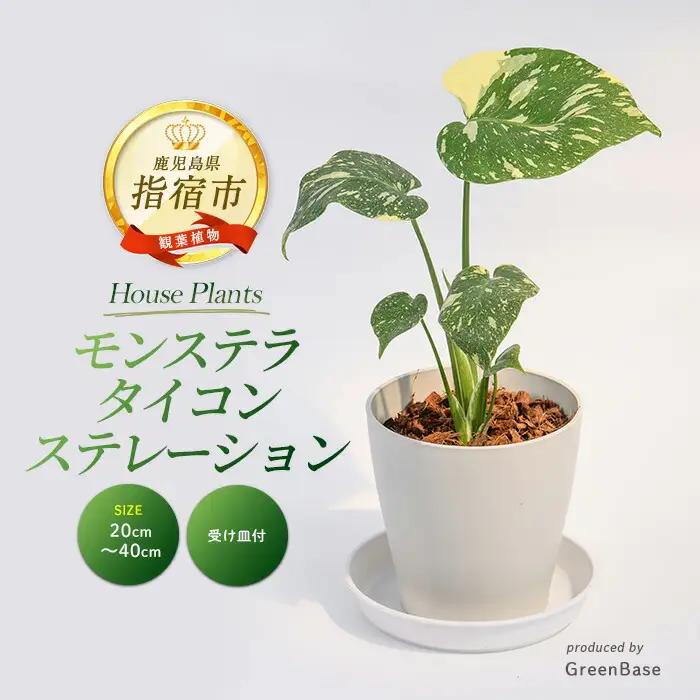観葉植物 モンステラ・タイコンステレーション 20cm～40cm Green Base IB003-052 観葉植物 観葉植物