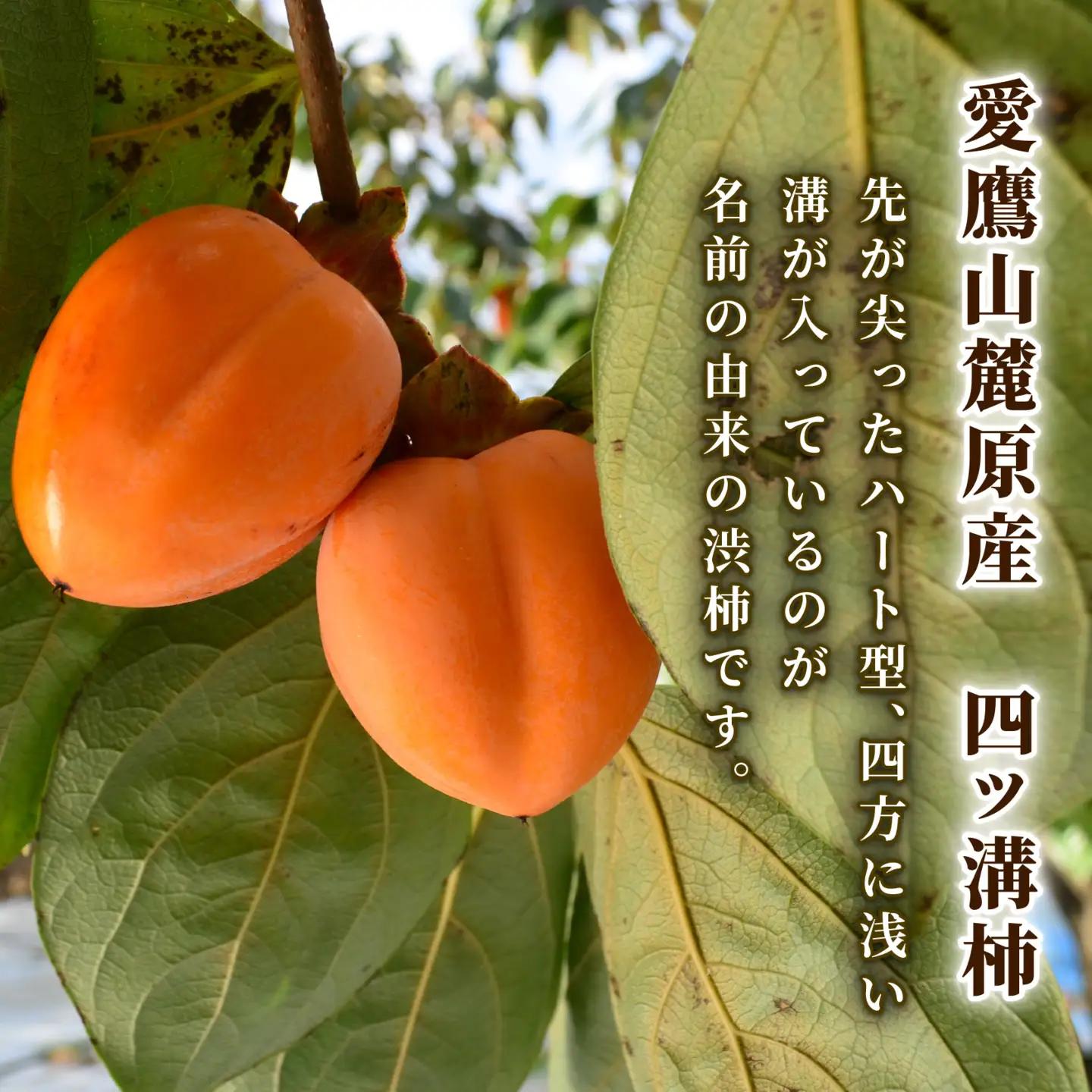 【先行予約】四ッ溝 柿  約4.5kg 数量限定 2026 柿 