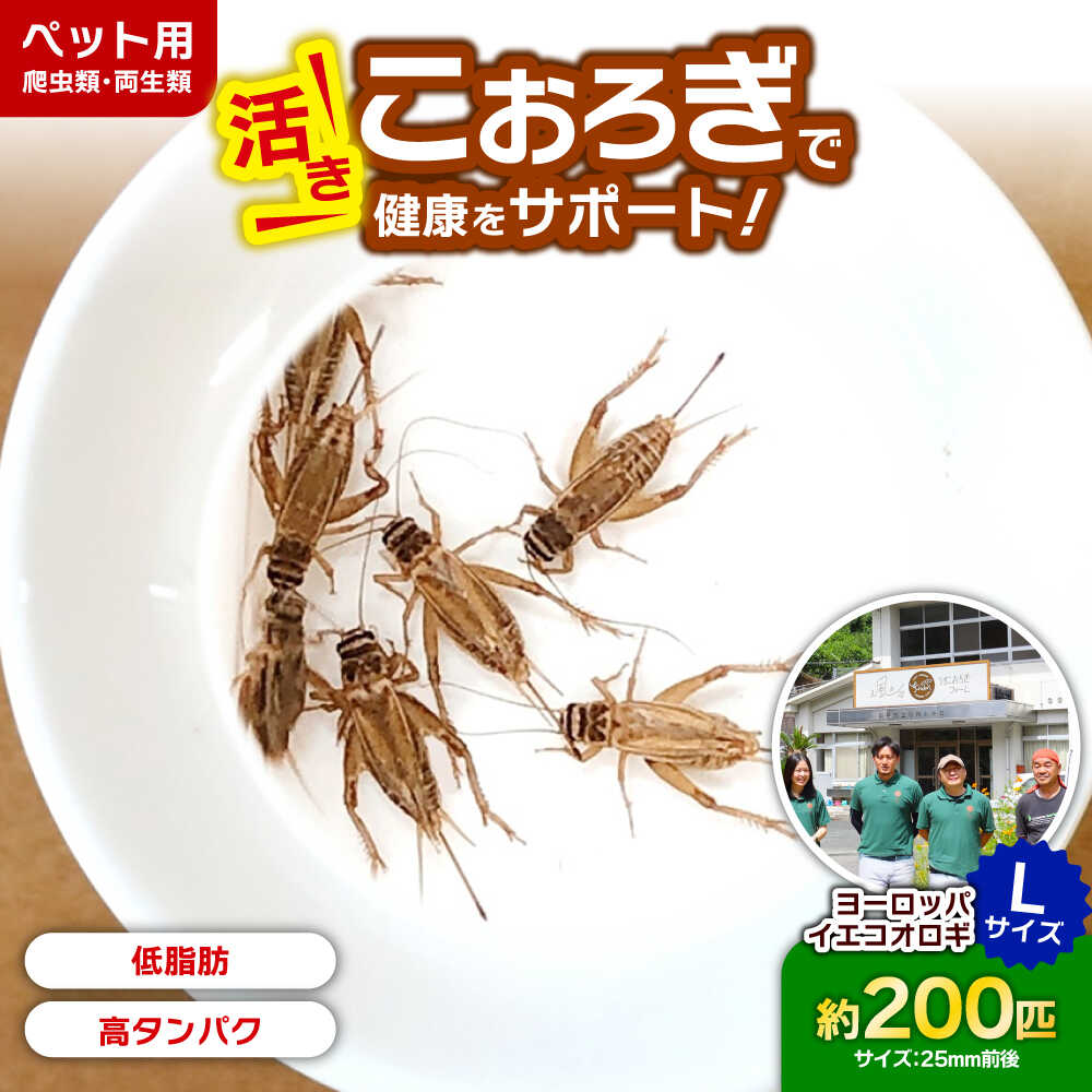 【ふるさと納税】【先行予約】毎週土曜日お届け限定 活きヨーロッパイエコオロギ Lサイズ200匹【北海道・東北・関東・沖縄・離島配送不可】／コオロギ こおろぎ ペット用 爬虫類 餌 内子町【株式会社ヒューネット風の谷うちこおろぎファーム】[BKBN006] 10000 10000円 1万円