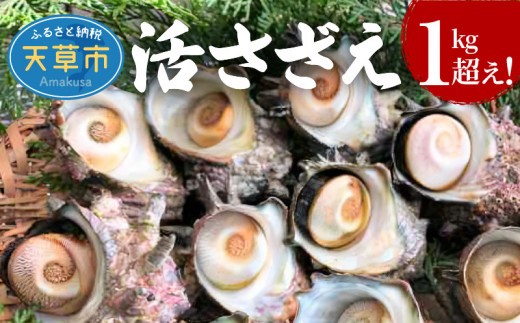 
                  S002-018A_活さざえ　1kg超え！　約3人前
                