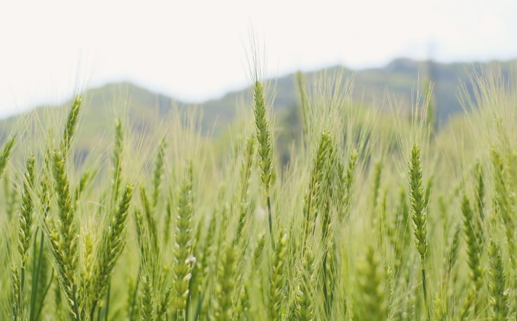 令和7年産 宇部市小野 大山産米 玄米20kg | 玄米 20kg 健康 ビタミン 豊富 食生活 ダイエット コシヒカリ 湧水 大山米 米 ご飯 おにぎり お弁当 水 令和6年産 山口県 宇部市