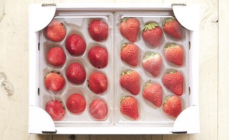 四季成りいちご 品種おまかせ 1種類 400g〈 なつあかり 信大BS8-9 夏の輝 夏のしずく すずあかね 〉いちご