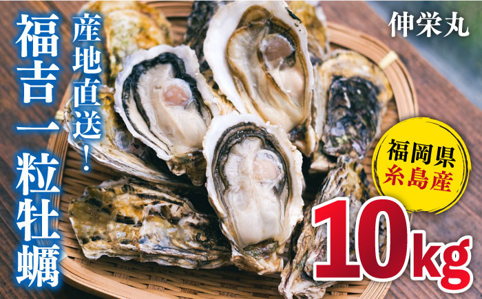 
一粒牡蠣 カキ 10kg (牡蠣ナイフ付き) 糸島産 福吉 糸島市/伸栄丸 カキの佐々木 牡蠣 生カキ 生食用 殻付き カキ 生牡蛎 生食可 [ATH004]
