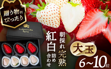 【先行予約】【1月より順次発送】 大玉 いちご 詰め合わせ 苺 イチゴ【配達不可：北海道・沖縄・離島】 / くぼ苺農園[AECJ019]