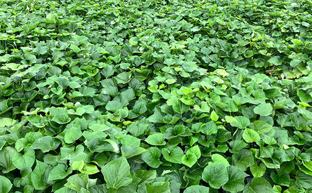 近江甘芋（干し芋）| いも さつまいも 紅はるか おやつ スイーツ 