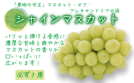 【2616-0471】岡山 花笑み農園 ブドウ『食べ比べ4種セット』シャインマスカット入り 2kg(4房) 4M-2