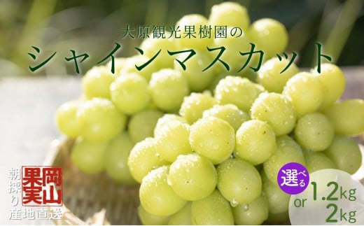 
            ＜選べる容量＞【2025年先行予約】［大原観光果樹園］シャインマスカット2房（約1.2kg）　or　3～4房（約2kg）
          
